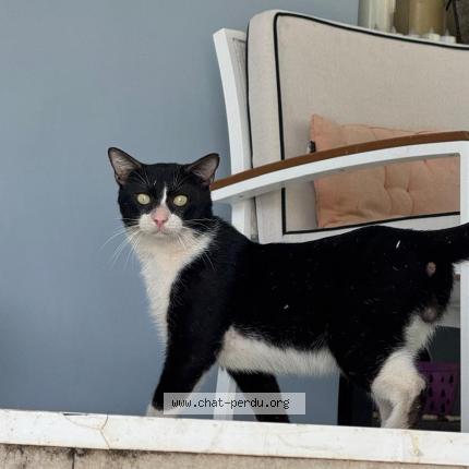 Photo 1/2 Chat trouvé Trouvé à Saint barthelemy