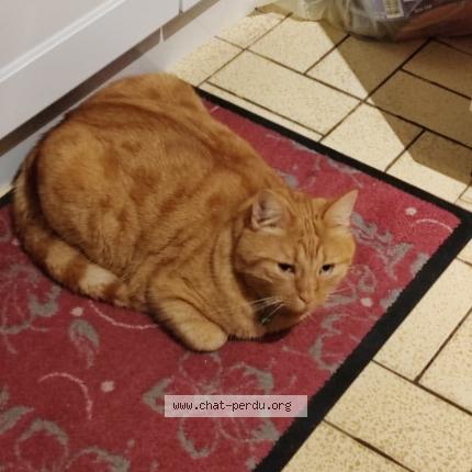 Photo 2/2 FILOU Chat perdu à La chapelle st luc