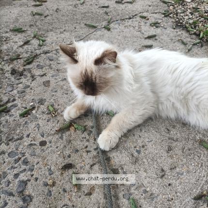 Photo 1/1 Pepsi Chat perdu à Comines