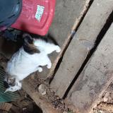 Photo de chat trouvé à Bourlens