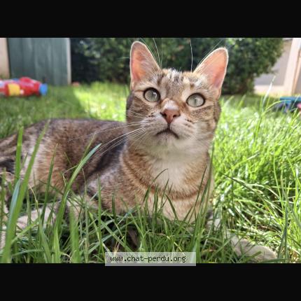 Photo 2/2 Ulinia Chat perdu à Chatuzange le goubet