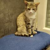 Photo de chat trouvé à Carcassonne