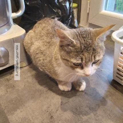 Photo 2/3 Chat trouvé Trouvé à Carcassonne