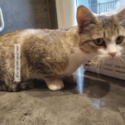 Photo 3/3 Chat trouvé Trouvé à Carcassonne