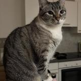 Photo de chat perdu à Ixelles