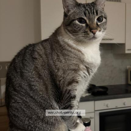 Photo 1/1 Antonietta Chat perdu à Ixelles