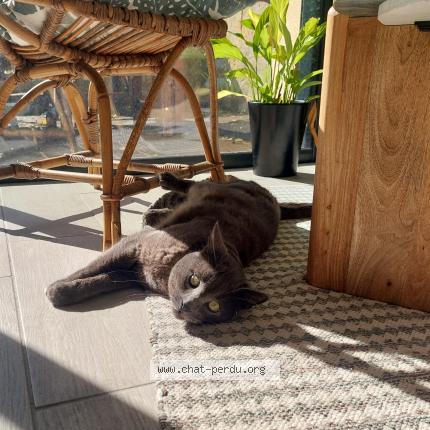 Photo 1/1 San Chat perdu à Bordeaux