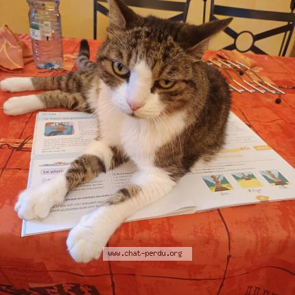 Photo 1/1 Titou Chat perdu à Fleville devant nancy
