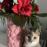 Photo de chat perdu à Lecousse