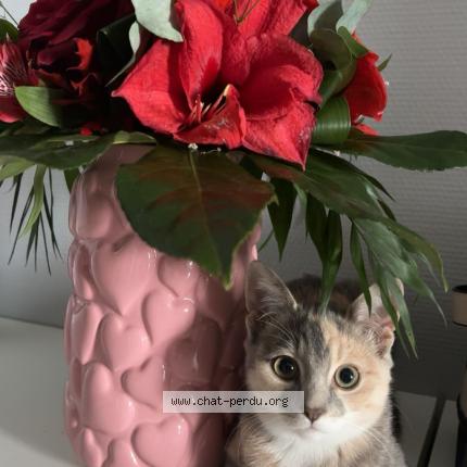 Photo 1/1 Tsuki Chat perdu à Lecousse