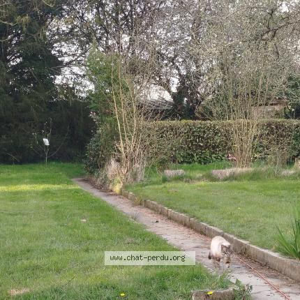 Photo 1/1 Chat trouvé Trouvé à La bouexiere