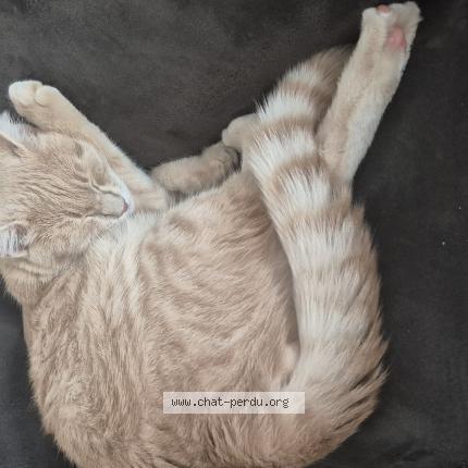 Photo 1/1 Simba Chat perdu à Roullet saint estephe