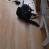 Photo de chat perdu à Amiens