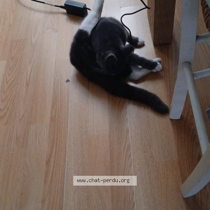 Photo 1/1 Youne Chat perdu à Amiens