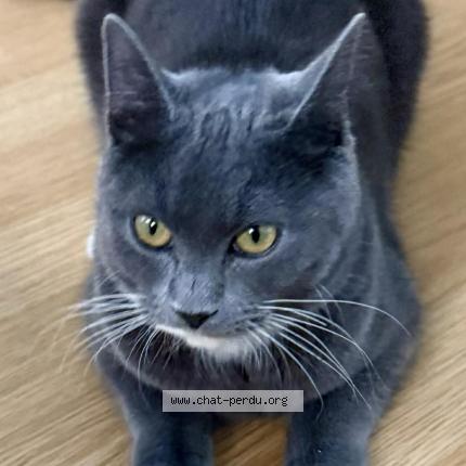 Photo 1/1 Youne Chat perdu à Amiens