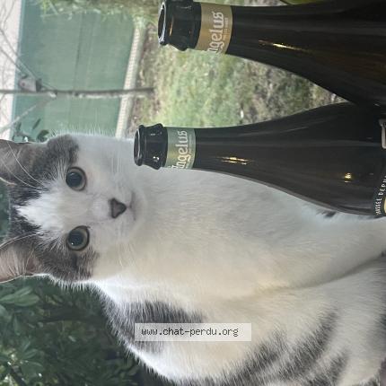 Photo 1/1 Tocky Chat perdu à Morancez