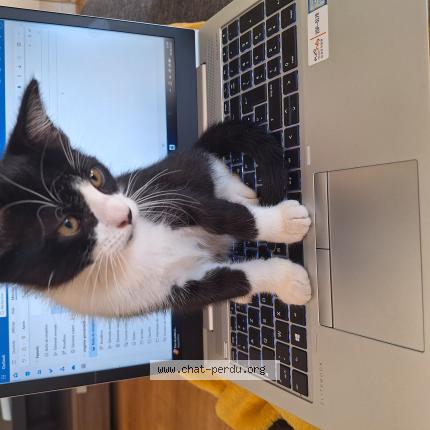 Photo 1/1 Leo Chat perdu à Andresy