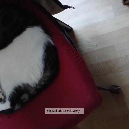 Photo 1/1 Chaplin Chat perdu à Chabris