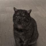 Photo de chat perdu à Saint Brieuc