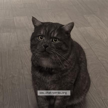 Photo 1/1 Seriy Chat perdu à Saint brieuc