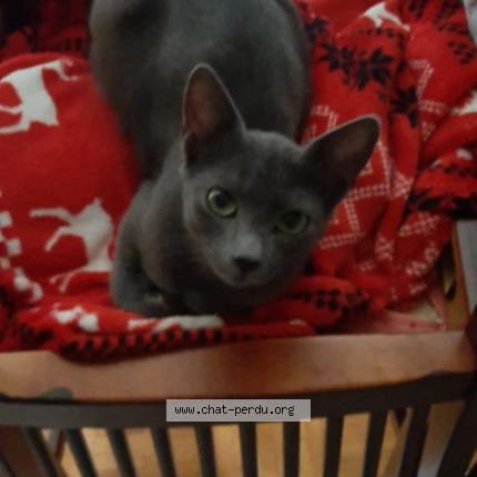 Photo 1/1 Katy Chat perdu à Le mont sur lausanne