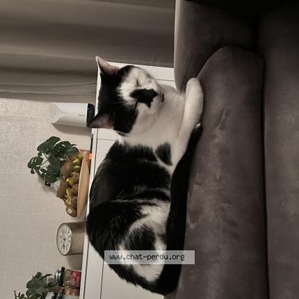 Photo 1/1 Mimi Chat perdu à Creteil