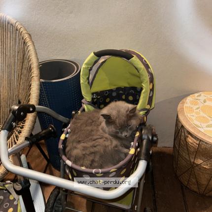 Photo 1/1 Olaf Chat perdu à Thones