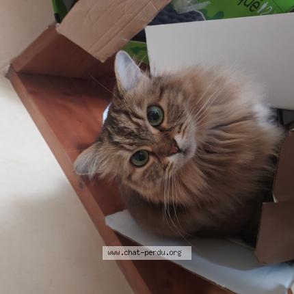 Photo 1/1 Cocaïne Chat perdu à Rochefort