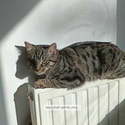 Photo 1/1 Guinjo Chat perdu à Villabe