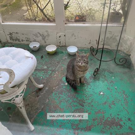 Photo 1/1 Chat trouvé Trouvé à Boulogne sur mer