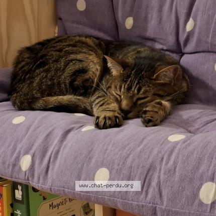 Photo 1/1 Ipolyte Chat perdu à Varennes sur seine