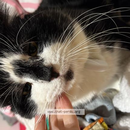 Photo 1/1 Mimi Chat perdu à Neauphle le chateau