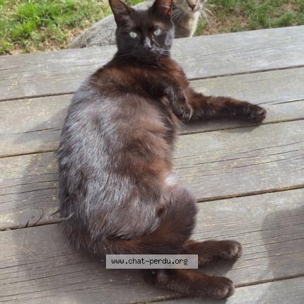 Photo 1/1 Shasha Chat perdu à Pouzauges