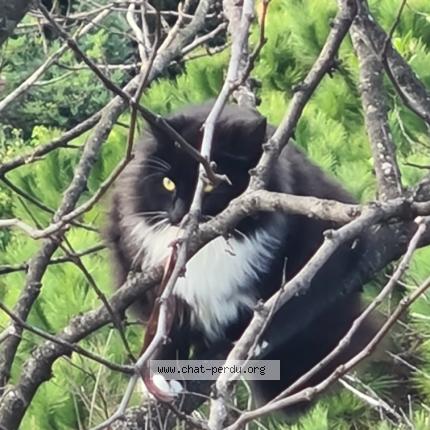 Photo 1/1 Chat trouvé Trouvé à Saint paul