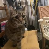 Photo de chat trouvé à La Riche