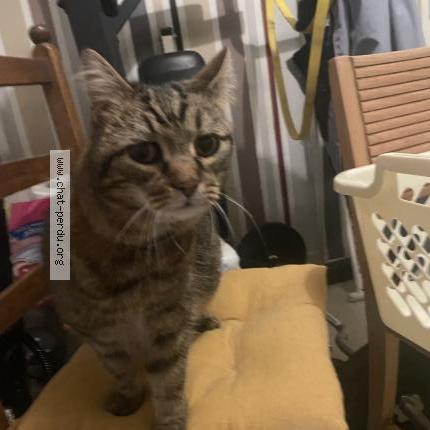 Photo 1/1 Chat trouvé Trouvé à La riche