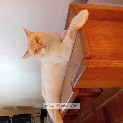 Photo 1/1 Roxie Chat perdu à Nandax