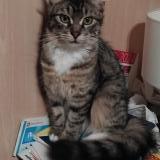 Photo de chat perdu à Gap