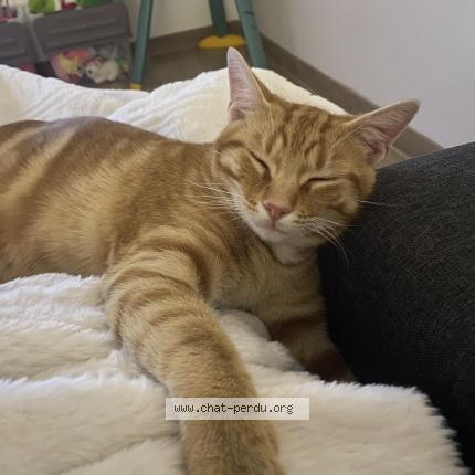 Photo 1/1 Paddington Chat perdu à Saint symphorien