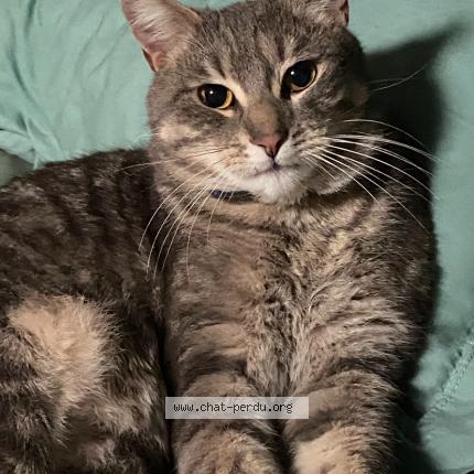 Photo 1/1 Gasper Chat perdu à Segonzac
