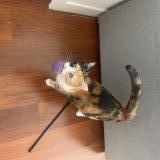 Photo de chat perdu à Houlgate