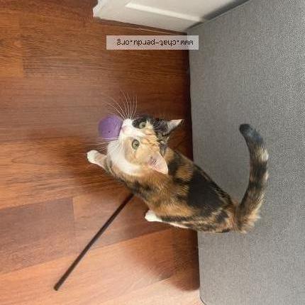 Photo 1/1 Kira Chat perdu à Houlgate