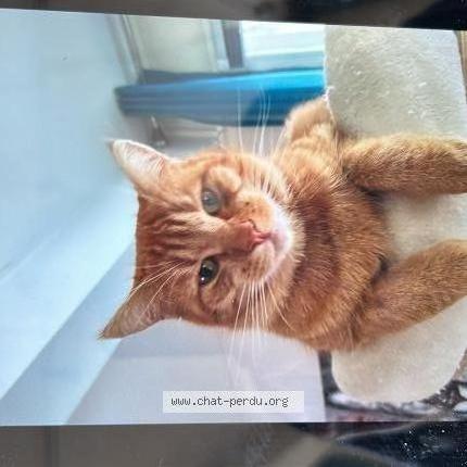 Photo 1/1 Caramel Chat perdu à St vinnemer