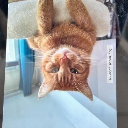 Photo 1/1 Caramel Chat perdu à St vinnemer