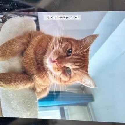 Photo 1/1 Caramel Chat perdu à St vinnemer