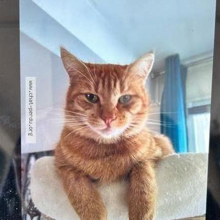 Photo 1/1 Caramel Chat perdu à St vinnemer