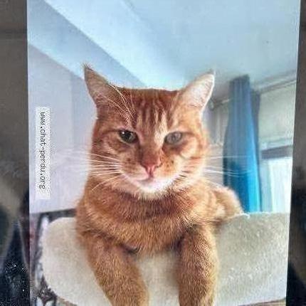 Photo 1/1 Caramel Chat perdu à St vinnemer