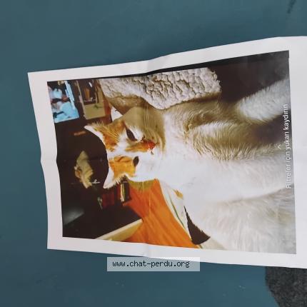 Photo 1/1 Tommy Chat perdu à Oyonnax