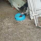 Photo de chat perdu à Sauveterre Du Gard