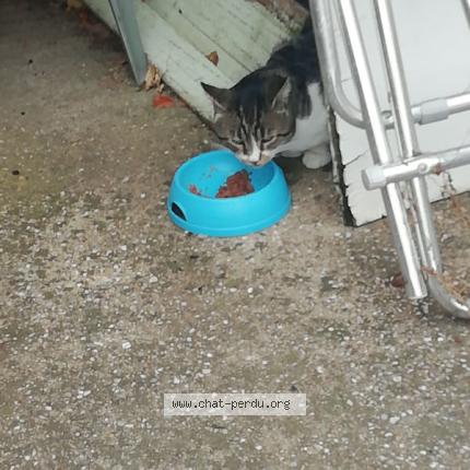 Photo 1/1 frizet Chat perdu à Sauveterre du gard